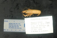 Image of Procambarus versutus
